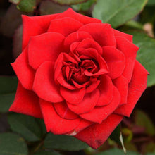 Load image into Gallery viewer, Rose (Red) – Plant