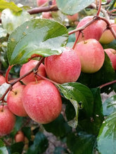 Load image into Gallery viewer, Grafting All Time Red Apple Ber- Fruit Plants