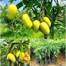 Load image into Gallery viewer, Puspita Nursery Sweet Katimon Mango Plant All Time Fruiting