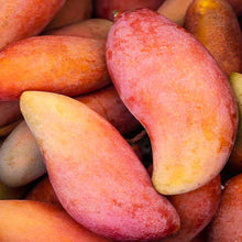 Load image into Gallery viewer, Puspita Nursery Thai Red Banana Mango Plant