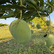 Load image into Gallery viewer, Puspita Nursery Malda Langra Mango Plant - Sweet, Juicy & High-Yield Mango Variety for Your Garden