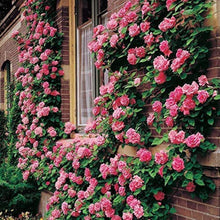 Load image into Gallery viewer, Puspita Nursery Miniature (Mini) Rose Plant Pink Color
