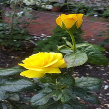 Load image into Gallery viewer, Puspita Nursery Beautiful Yellow  English Rose Plant