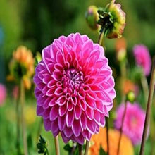 Load image into Gallery viewer, Puspita Nursery Graceful Pink Dahlia Flower Plant – Elegant Blooms for Your Garden
