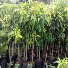 Load image into Gallery viewer, Puspita Nursery Himsagar Mango Plant Sweetest Mango Fruit King of Mango