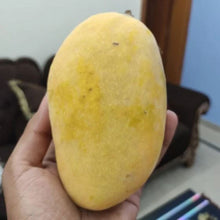 Load image into Gallery viewer, Puspita Nursery chaunsa mango plant Very Sweet & Juicy Live Plant