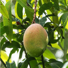 Load image into Gallery viewer, Puspita Nursery Amrapali Mango Plant – High-Yield, Deliciously Sweet King of Fruits