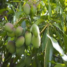 Load image into Gallery viewer, Puspita Nursery Neelam Mango Plant - Sweet, Juicy & High-Yield Mango Variety for Your Garden