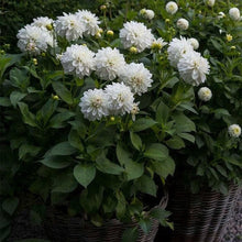 Load image into Gallery viewer, Puspita Nursery Elegant White Dahlia Flower Plant – Pure Beauty for Your Garden