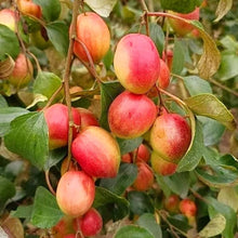 Load image into Gallery viewer, Grafting All Time Red Apple Ber- Fruit Plants