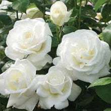 Load image into Gallery viewer, Rose (White) – Plant