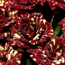 Load image into Gallery viewer, Puspita Nursery Live Abracadabra Rose Healthy Hybrid (Grafted) Live plant