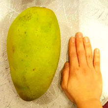 Load image into Gallery viewer, Puspita Nursery Brunei King Mango Plant Grafted
