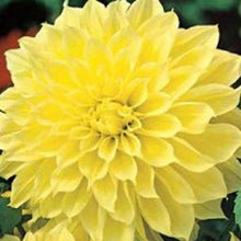 Load image into Gallery viewer, Puspita Nursery Vibrant Yellow Dahlia Plant