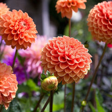 Load image into Gallery viewer, Puspita Nursery Glorious Orange Dahlia Plant For Home Garden