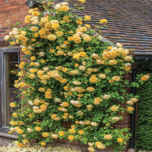 Load image into Gallery viewer, Puspita Nursery Beautiful Yellow  English Rose Plant