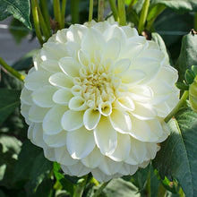 Load image into Gallery viewer, Puspita Nursery Elegant White Dahlia Flower Plant – Pure Beauty for Your Garden