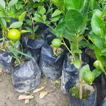 Load image into Gallery viewer, Puspita Nursery Kolkata Pati Lemon Premium Quality Plant Sapling for Home Gardens Pack of 1