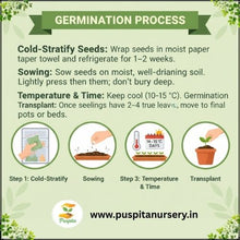 Load image into Gallery viewer, Puspita Nursery Larkspur (Luksper) Flower Seeds – Premium Cool-Season Mixed Colours | Tall Elegant Spikes | Easy to Grow Winter Flower for Balcony, Terrace & Garden