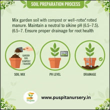 Load image into Gallery viewer, Puspita Nursery Larkspur (Luksper) Flower Seeds – Premium Cool-Season Mixed Colours | Tall Elegant Spikes | Easy to Grow Winter Flower for Balcony, Terrace & Garden