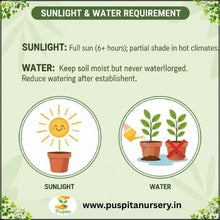 Load image into Gallery viewer, Puspita Nursery Larkspur (Luksper) Flower Seeds – Premium Cool-Season Mixed Colours | Tall Elegant Spikes | Easy to Grow Winter Flower for Balcony, Terrace & Garden