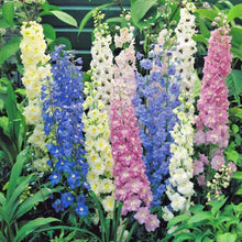 Load image into Gallery viewer, Puspita Nursery Larkspur (Luksper) Flower Seeds – Premium Cool-Season Mixed Colours | Tall Elegant Spikes | Easy to Grow Winter Flower for Balcony, Terrace & Garden