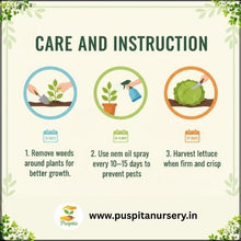 Load image into Gallery viewer, Puspita Nursery Lettuce Iceberg Seeds – Premium Quality | Fast Germination | High Yield | Fresh, Crunchy & Healthy Salad Vegetable | Ideal for Home & Kitchen Garden | Easy to Grow