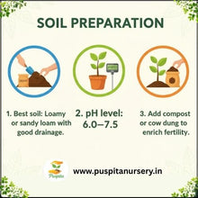 Load image into Gallery viewer, Puspita Nursery Lettuce Iceberg Seeds – Premium Quality | Fast Germination | High Yield | Fresh, Crunchy & Healthy Salad Vegetable | Ideal for Home & Kitchen Garden | Easy to Grow