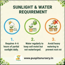 Load image into Gallery viewer, Puspita Nursery Lettuce Iceberg Seeds – Premium Quality | Fast Germination | High Yield | Fresh, Crunchy & Healthy Salad Vegetable | Ideal for Home & Kitchen Garden | Easy to Grow