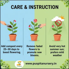 Load image into Gallery viewer, Puspita Nursery Lupins Mixed Seeds – Premium Multi-Color Flower Seeds | Tall Spikes of Vibrant Blooms | Ideal for Pots, Borders & Home Garden | Easy to Grow Winter Flowering Variety