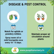 Load image into Gallery viewer, Puspita Nursery Lupins Mixed Seeds – Premium Multi-Color Flower Seeds | Tall Spikes of Vibrant Blooms | Ideal for Pots, Borders & Home Garden | Easy to Grow Winter Flowering Variety