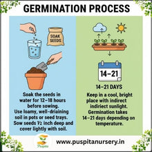 Load image into Gallery viewer, Puspita Nursery Lupins Mixed Seeds – Premium Multi-Color Flower Seeds | Tall Spikes of Vibrant Blooms | Ideal for Pots, Borders & Home Garden | Easy to Grow Winter Flowering Variety