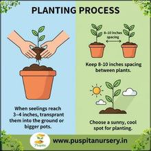 Load image into Gallery viewer, Puspita Nursery Lupins Mixed Seeds – Premium Multi-Color Flower Seeds | Tall Spikes of Vibrant Blooms | Ideal for Pots, Borders & Home Garden | Easy to Grow Winter Flowering Variety