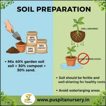 Load image into Gallery viewer, Puspita Nursery Lupins Mixed Seeds – Premium Multi-Color Flower Seeds | Tall Spikes of Vibrant Blooms | Ideal for Pots, Borders & Home Garden | Easy to Grow Winter Flowering Variety