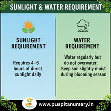 Load image into Gallery viewer, Puspita Nursery Lupins Mixed Seeds – Premium Multi-Color Flower Seeds | Tall Spikes of Vibrant Blooms | Ideal for Pots, Borders & Home Garden | Easy to Grow Winter Flowering Variety