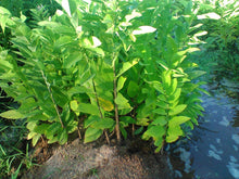 Load image into Gallery viewer, Rare Thai Sugar-Apple Sitafal fruit Plant (Annona squamosa) Rare Variety Fresh & Healthy Plant