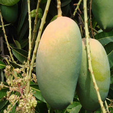 Load image into Gallery viewer, Puspita Nursery Kesar Mango Plant Sweet & Juicy