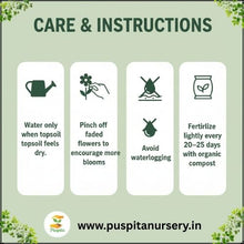 Load image into Gallery viewer, Puspita Nursery Nasturtium Flower Seeds (Mixed Colors) – Easy to Grow Annual Flower Plant | Perfect for Home Garden, Pots, Balcony & Terrace Gardening | Fast Germination & Vibrant Blooms