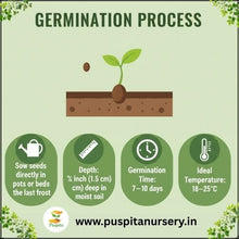 Load image into Gallery viewer, Puspita Nursery Nasturtium Flower Seeds (Mixed Colors) – Easy to Grow Annual Flower Plant | Perfect for Home Garden, Pots, Balcony & Terrace Gardening | Fast Germination & Vibrant Blooms