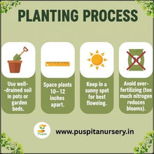 Load image into Gallery viewer, Puspita Nursery Nasturtium Flower Seeds (Mixed Colors) – Easy to Grow Annual Flower Plant | Perfect for Home Garden, Pots, Balcony & Terrace Gardening | Fast Germination & Vibrant Blooms