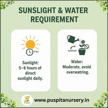 Load image into Gallery viewer, Puspita Nursery Nasturtium Flower Seeds (Mixed Colors) – Easy to Grow Annual Flower Plant | Perfect for Home Garden, Pots, Balcony & Terrace Gardening | Fast Germination & Vibrant Blooms