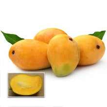 Load image into Gallery viewer, Puspita Nursery Neelam Mango Plant - Sweet, Juicy & High-Yield Mango Variety for Your Garden