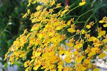 Load image into Gallery viewer, Puspita Nursery “Oncidium Orchid Plant – Live Indoor Flowering Plant with Vibrant, Dancing Blooms”