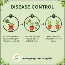 Load image into Gallery viewer, Puspita Nursery Inca Orange Marigold Seeds – Bright Orange Giant Blooms for Home Garden, Terrace & Pots | Easy to Grow, Long Blooming Variety | High Germination Quality Seeds
