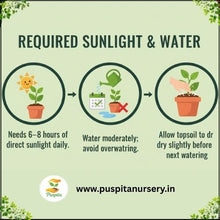 Load image into Gallery viewer, Puspita Nursery Inca Orange Marigold Seeds – Bright Orange Giant Blooms for Home Garden, Terrace & Pots | Easy to Grow, Long Blooming Variety | High Germination Quality Seeds