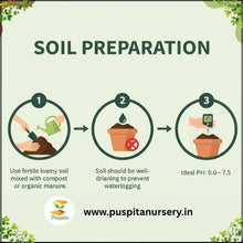 Load image into Gallery viewer, Puspita Nursery Inca Orange Marigold Seeds – Bright Orange Giant Blooms for Home Garden, Terrace & Pots | Easy to Grow, Long Blooming Variety | High Germination Quality Seeds