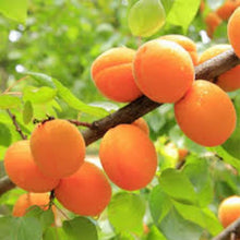 Load image into Gallery viewer, Puspita Nursery Apricot Fruit Plant - Grow Sweet, Juicy Apricots at Home