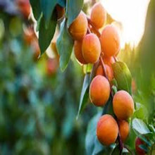 Load image into Gallery viewer, Puspita Nursery Apricot Fruit Plant - Grow Sweet, Juicy Apricots at Home