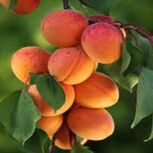 Load image into Gallery viewer, Puspita Nursery Apricot Fruit Plant - Grow Sweet, Juicy Apricots at Home