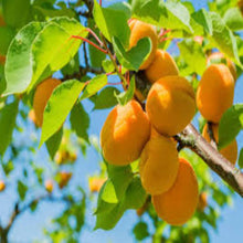 Load image into Gallery viewer, Puspita Nursery Apricot Fruit Plant - Grow Sweet, Juicy Apricots at Home